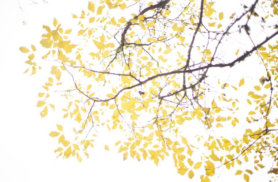 Yellow leaves